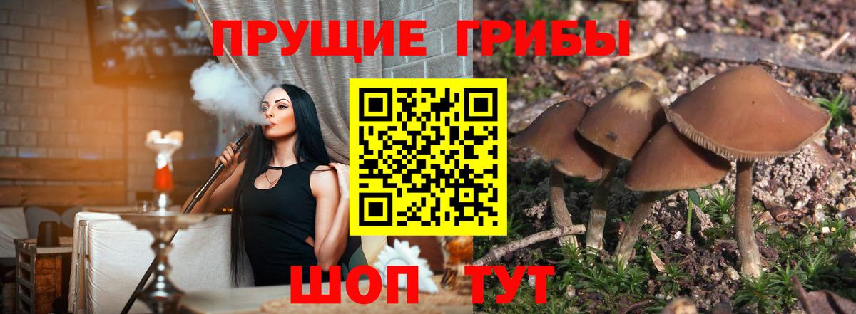 Псилоцибиновые грибы Cubensis Корсаков